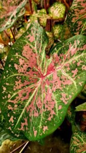 Caladium_Pink_Cloud