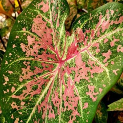 Caladium_Pink_Cloud
