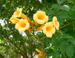 Campsis_radicans
