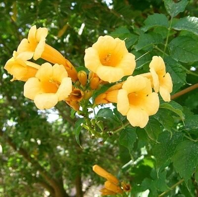 Campsis_radicans