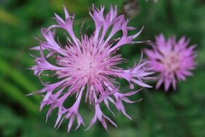 Centaurea_bella
