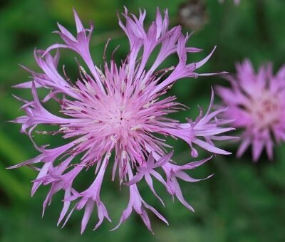 Centaurea_bella