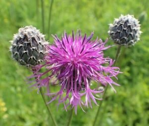 Centaurea_scabiosa