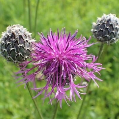 Centaurea_scabiosa