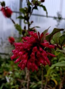 Cestrum_Newellii