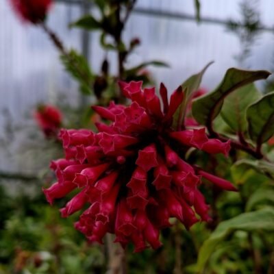 Cestrum_Newellii