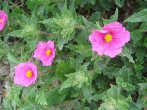 Cistus_crispus
