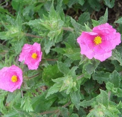 Cistus_crispus
