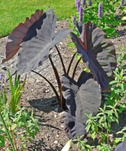 Colocasia_esculenta_Black_Magic