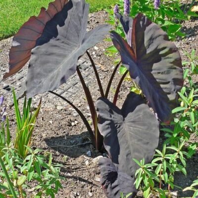 Colocasia_esculenta_Black_Magic
