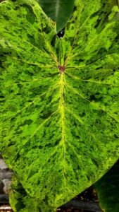 Colocasia_esculenta_Mojito