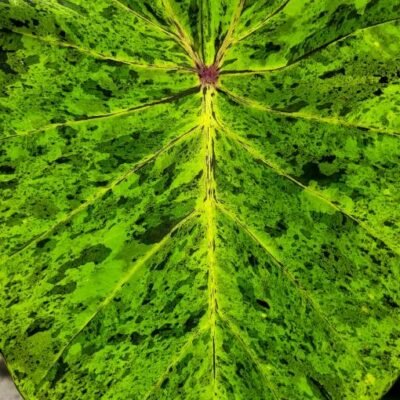 Colocasia_esculenta_Mojito
