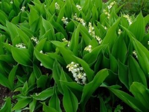 Convallaria_majalis