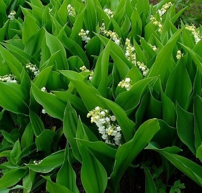 Convallaria_majalis