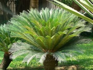 Cycas_revoluta