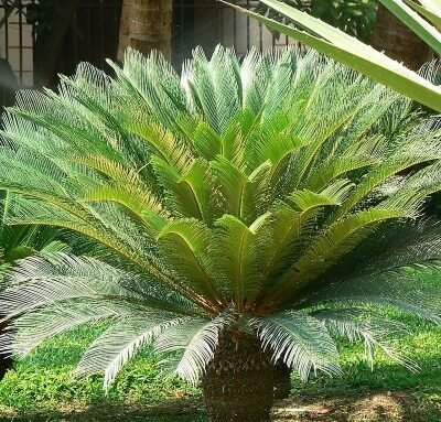 Cycas_revoluta