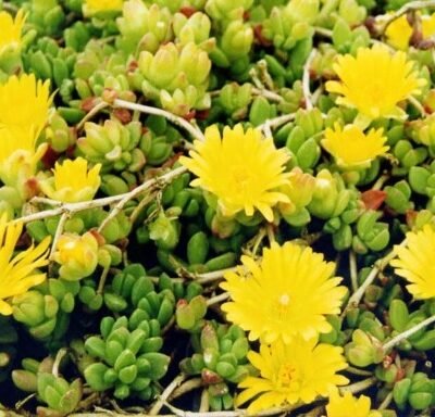 Delosperma_lineare