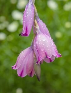Dierama_pulcherrimum