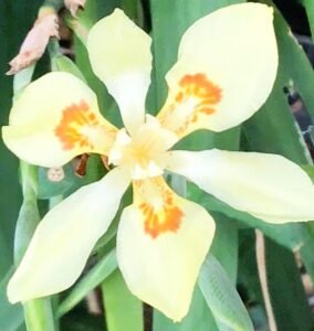 Boutique 21 Dietes_flavida