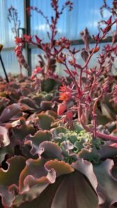 Echeveria_Giant_Blue