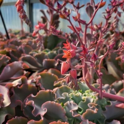 Echeveria_Giant_Blue