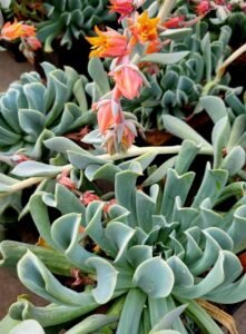 Echeveria_runyonii_Topsy_Turvy