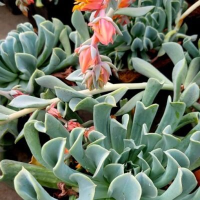 Echeveria_runyonii_Topsy_Turvy