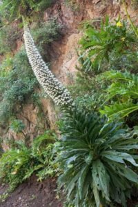 Echium_simplex