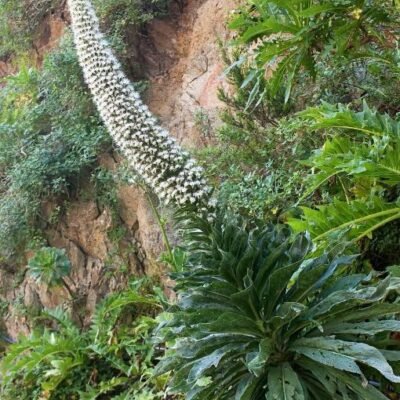 Echium_simplex