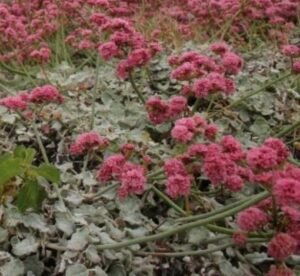 Eriogonum_grande_var_rubescens