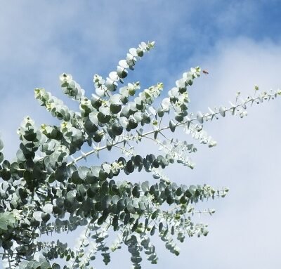 Eucalyptus_pulverulenta-leaves