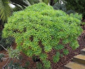 Euphorbia_lambii