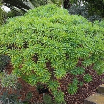 Euphorbia_lambii