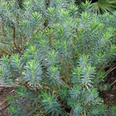 Euphorbia_margalidiana