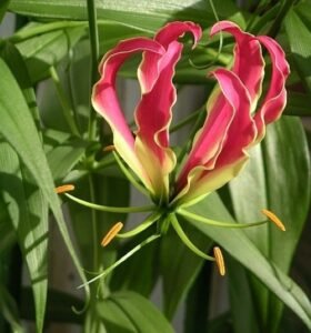 Gloriosa_rothschildiana