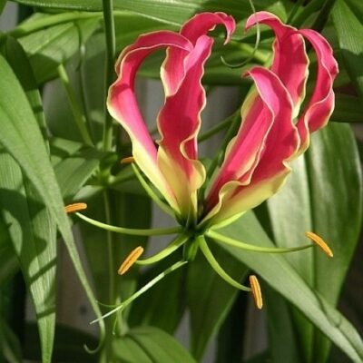 Gloriosa_rothschildiana