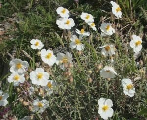 HELIANTHEMUM_APENNINUM