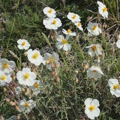 HELIANTHEMUM_APENNINUM