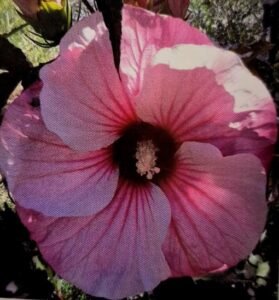 Hibiscus_Pink_Candy