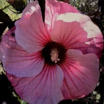 Hibiscus_Pink_Candy