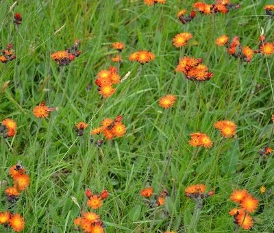 Hieracium_aurantiacum