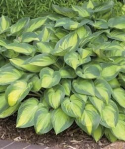 Hosta_June