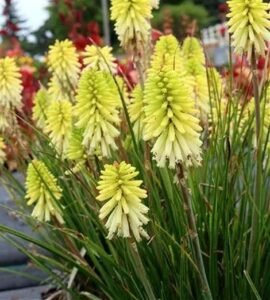 Kniphofia_Poco_Citron