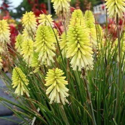 Kniphofia_Poco_Citron
