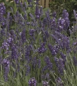 Lavandula-Ellagance_Purple