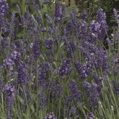 Lavandula-Ellagance_Purple