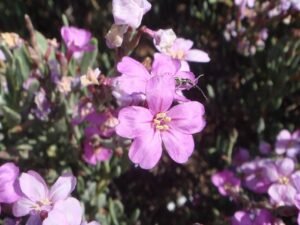 Limoniastrum_monopetalum_1