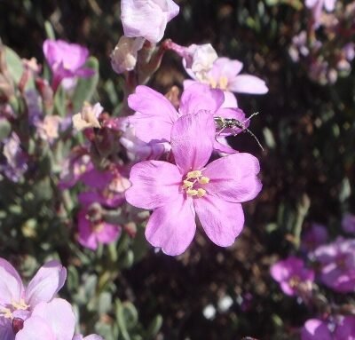 Limoniastrum_monopetalum_1