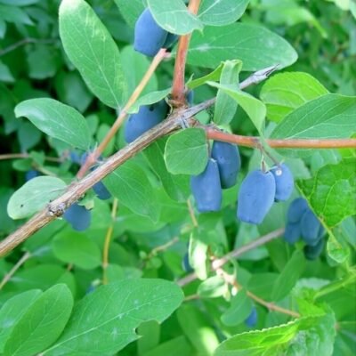 Lonicera_kamtschatica