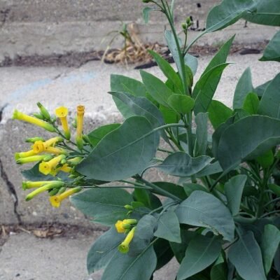 Nicotiana_glauca